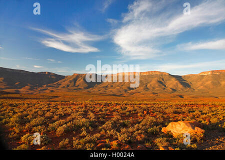 Le parc national du Karoo, haute plaine en face de montagnes Nuweveld, Afrique du Sud, Western Cape, Karoo National Park Banque D'Images