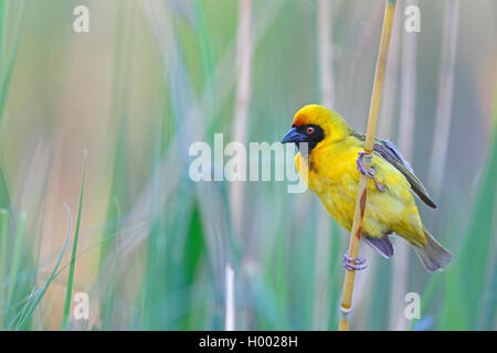 Masque africain weaver (Ploceus velatus), l'homme est assis en roseau, Afrique du Sud, Western Cape, Karoo National Park Banque D'Images