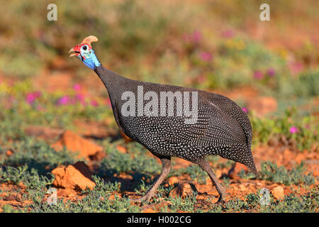 Pintade de Numidie (Numida meleagris), l'exécution et l'appel, Afrique du Sud, Eastern Cape, Camdeboo National Park Banque D'Images