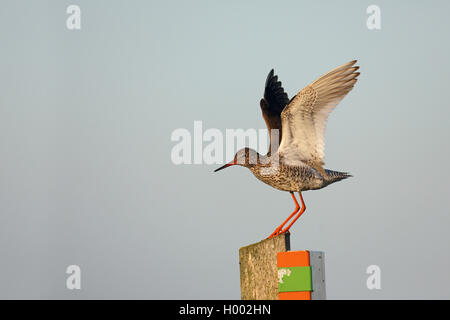 Chevalier gambette (Tringa totanus), l'atterrissage sur un piquet, side view, Pays-Bas, Eempolder Banque D'Images