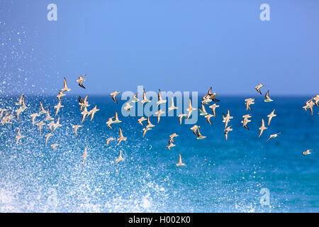 Bécasseau sanderling (Calidris alba), flying flock sur mer, les îles du Cap Vert, Boa Vista Banque D'Images