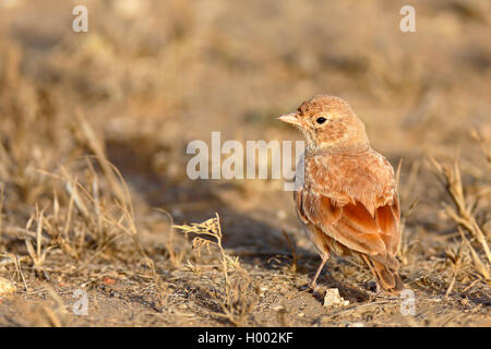 Bar-tailed lark (Ammomanes cincturus), se trouve dans les îles du Cap Vert, semi-désertiques, Boa Vista Banque D'Images