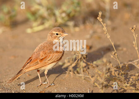 Bar-tailed lark (Ammomanes cincturus), se trouve dans les îles du Cap Vert, semi-désertiques, Boa Vista Banque D'Images