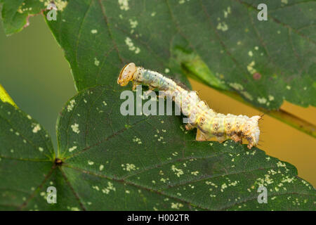 En vue de l'érable (Ptilodon cucullina cucullina Lophopteryx Ptilodontella, cuculla), Caterpillar, sur une feuille, Allemagne Banque D'Images