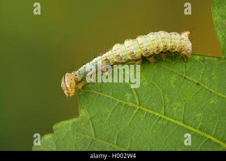 En vue de l'érable (Ptilodon cucullina cucullina Lophopteryx Ptilodontella, cuculla), Caterpillar, sur une feuille, Allemagne Banque D'Images