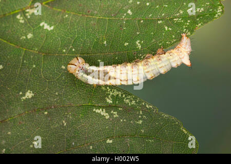 En vue de l'érable (Ptilodon cucullina cucullina Lophopteryx Ptilodontella, cuculla), Caterpillar, sur une feuille, Allemagne Banque D'Images