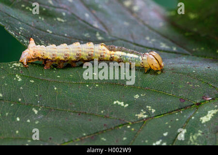 En vue de l'érable (Ptilodon cucullina cucullina Lophopteryx Ptilodontella, cuculla), Caterpillar, sur une feuille, Allemagne Banque D'Images