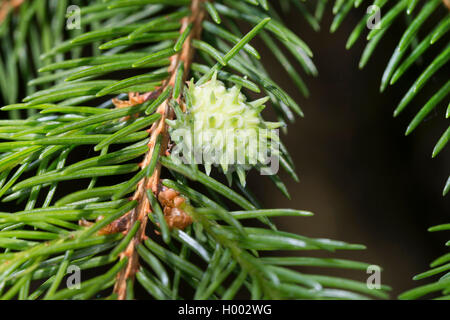 Mélèze rouge gall puceron lanigère du sapin, mélèze, puceron lanigère du sapin adelges (Adelges spec), mélèze rouge gall à un rameau de pin, Allemagne Banque D'Images