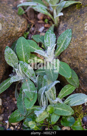 Star-montagnarde, chardon, la centaurée bleuet vivace la montagne, Mountain bleuet, baccalauréat, bouton (centaurea montana Bluet de montagne), les jeunes plantes, Allemagne Banque D'Images