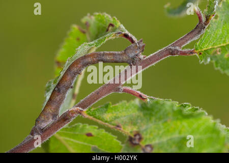 Truffée d'amphibien (Biston betularia Biston, betularius Amphidasis, betularia), Caterpillar sur une brindille de saule, Allemagne Banque D'Images