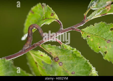 Truffée d'amphibien (Biston betularia Biston, betularius Amphidasis, betularia), Caterpillar sur une brindille de saule, Allemagne Banque D'Images