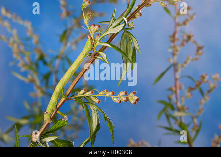 Truffée d'amphibien (Biston betularia Biston, betularius Amphidasis, betularia), Caterpillar , , Allemagne Banque D'Images