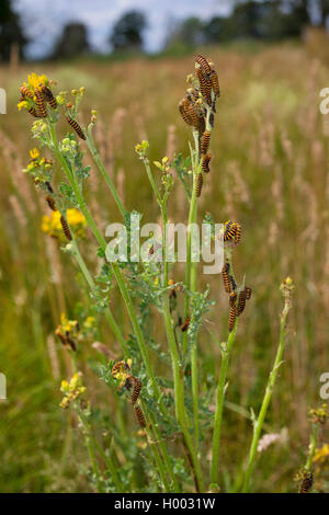 Le cinabre (Tyria jacobaeae, Thyria jacobaeae, Hipocrita jacobaeae), Caterpillar sur le séneçon jacobée, Allemagne Banque D'Images