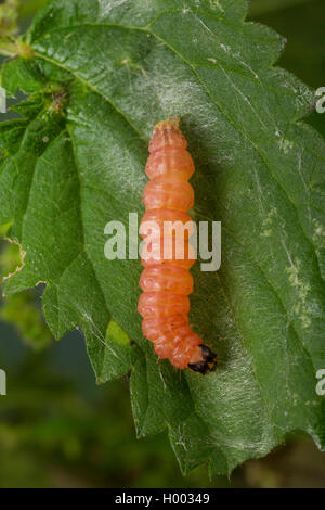 Petit (Eurrhypara hortulata magpie, Eurrhypara urticata, Eurrhypara hortulata) urticalis, Anania, Caterpillar se nourrit de feuilles d'Ortie, Allemagne Banque D'Images