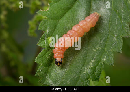 Petit (Eurrhypara hortulata magpie, Eurrhypara urticata, Eurrhypara hortulata) urticalis, Anania, Caterpillar se nourrit de feuilles d'Ortie, Allemagne Banque D'Images