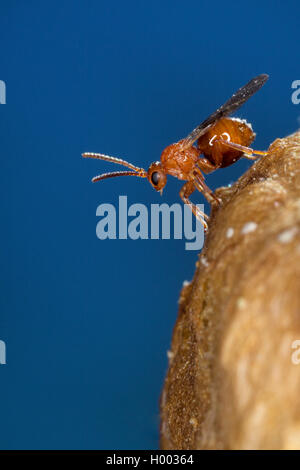 Chêne-apple gall wasp, Oak apple (Biorrhiza pallida, Biorhiza pallida), assis sur oak apple, Allemagne Banque D'Images