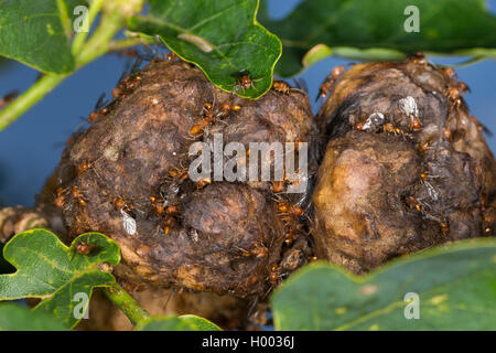 Chêne-apple gall wasp, Oak apple (Biorrhiza pallida, Biorhiza pallida), sur oak apple, Allemagne Banque D'Images