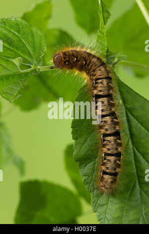 Oak eggar (Lasiocampa quercus, Lasiocampa scopolii), jeune chenille sur une feuille, Allemagne Banque D'Images