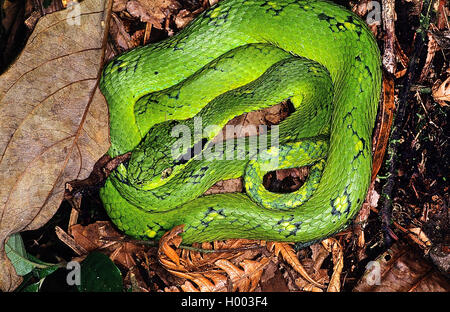 Yellow-pit viper palm blotched (Bothriechis aurifer), mis en place sur le terrain, Costa Rica Banque D'Images