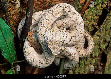 La vipère à cornes, cils, viper palm palm cil pit viper (Bothrops Bothriechis schlegelii, schlegelii), regroupés dans une branche fourchette, Costa Rica Banque D'Images