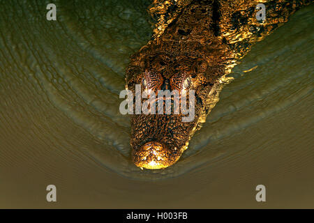 Caïman à lunettes (Caiman crocodilus), Portrait , Costa Rica Banque D'Images