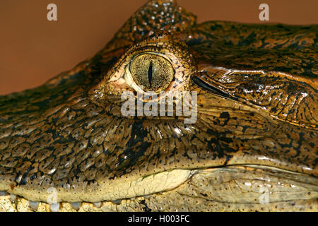 Caïman à lunettes (Caiman crocodilus), Portrait, détail, Costa Rica Banque D'Images