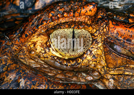 Caïman à lunettes (Caiman crocodilus), oeil, Costa Rica Banque D'Images