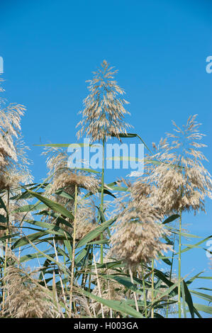 Giant Reed (Arundo mediterranea), blooming Banque D'Images