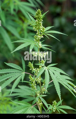 Le chanvre indien, la marijuana, mary jane (Cannabis sativa var. indica, le Cannabis indica), blooming hempplant Banque D'Images