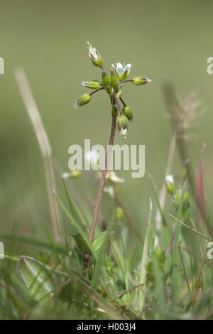 Remonter le mouron des oiseaux (Cerastium glutinosum), la floraison, l'Allemagne, l' Alsbach Sandwiese Banque D'Images