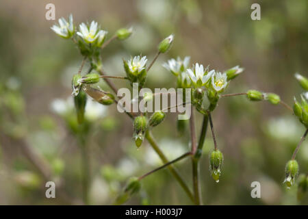 Remonter le mouron des oiseaux (Cerastium glutinosum), blooming, Allemagne Banque D'Images