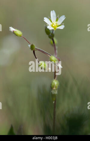 Remonter le mouron des oiseaux (Cerastium glutinosum), blooming, Allemagne Banque D'Images