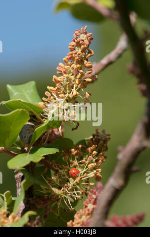 Caroube, caroube, St. John's pain (Ceratonia siliqua), inflorescence Banque D'Images