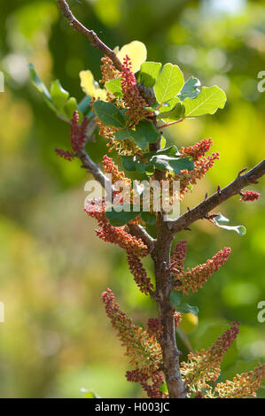 Caroube, caroube, St. John's pain (Ceratonia siliqua), inflorescence Banque D'Images