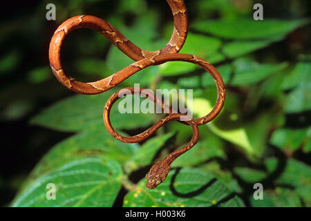 Serpent à tête émoussé (Imantodes cenchoa), liquidation d'une brindille, Costa Rica Banque D'Images