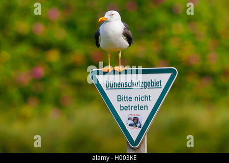 Plus grand goéland marin (Larus marinus), assis sur un panneau pour la protection des dunes et sur le site, l'Allemagne, Schleswig-Holstein, Helgoland Banque D'Images