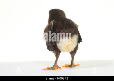 Australorps Australorps Australorps, pintade, poulet (Gallus gallus f. domestica), Poussin, vue arrière Banque D'Images