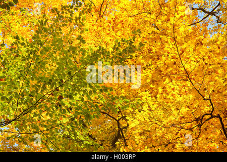 Le hêtre commun (Fagus sylvatica), vue dans l'arbre haut, l'Allemagne, Bade-Wurtemberg Banque D'Images