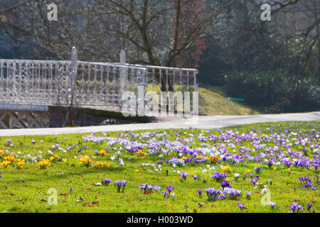 La floraison des crocus en pelouse, Lichentaler Allee park, Allemagne, Bade-Wurtemberg, Baden-Baden Banque D'Images