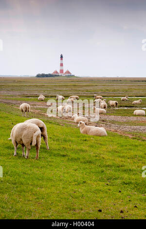 Le mouton domestique (Ovis ammon f. bélier), troupeau de moutons sur les marais salés en face de Westerheversand phare, Allemagne, Schleswig-Holstein, dans le Nord de la Frise, Büsum Banque D'Images