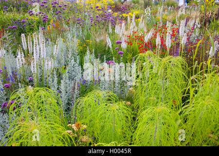 Sanicle de bouton, Liatris, Blazing Star (Liatris spicata), lit de fleur à l'horticulture Landesgartenschau (show) 2015 à Landau, Allemagne, Rhénanie-Palatinat, Landau Banque D'Images