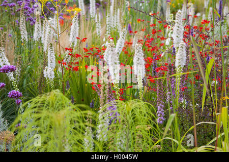 Sanicle de bouton, Liatris, Blazing Star (Liatris spicata), lit de fleur à l'horticulture Landesgartenschau (show) 2015 à Landau, Allemagne, Rhénanie-Palatinat, Landau Banque D'Images