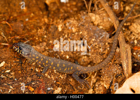 La nuit tropicale lizard (Lepidophyma flavimaculatum), sur le terrain, Costa Rica Banque D'Images