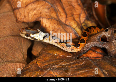 Le nord de cat-eyed snake (Leptodeira septentrionalis), juvénile, portrait, Costa Rica Banque D'Images