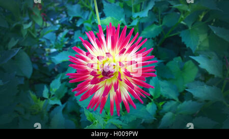 Belle fleur de cactus dahlia, des pétales en rouge et jaune panaché contre un arrière-plan flou vert foncé Banque D'Images