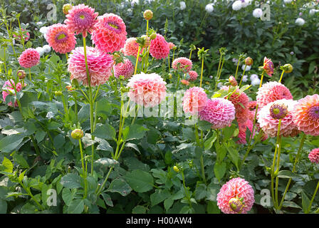 Champ cultivé avec des dahlias rose en été Banque D'Images