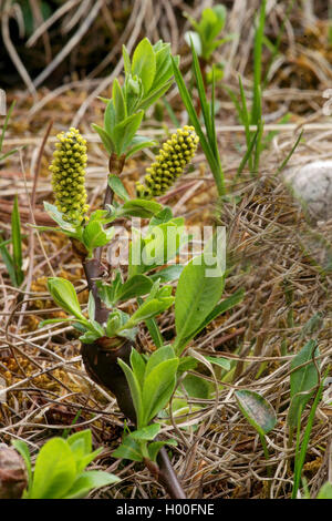 Le saule, l'osier (Salix spec.), de la direction générale avec les chatons mâles, l'Italie, le Tyrol du Sud, Dolomiten Banque D'Images