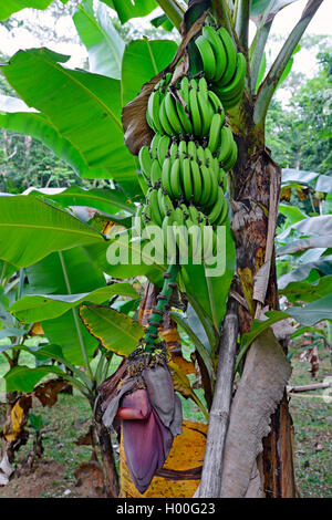 Banane (Musa paradisiaca commun var. sapientum) stree, de bananes, Seychelles, Mahe Banque D'Images