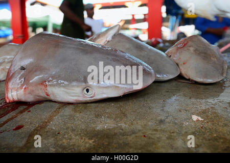 Tête de requin fraîchement pêchés à la vente à la Sir Selwyn Selwyn-Clarke marché de poisson de Victoria, Seychelles, Mahe Banque D'Images