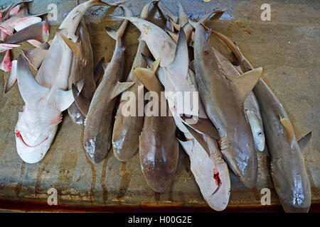 Requins frais à la vente à la Sir Selwyn Selwyn-Clarke marché de poisson de Vicoria, Seychelles, Mahe Banque D'Images